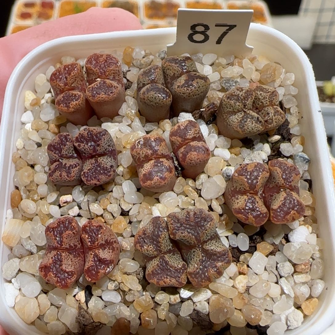 肉锥多肉植物百科-蝴蝶一盆1118