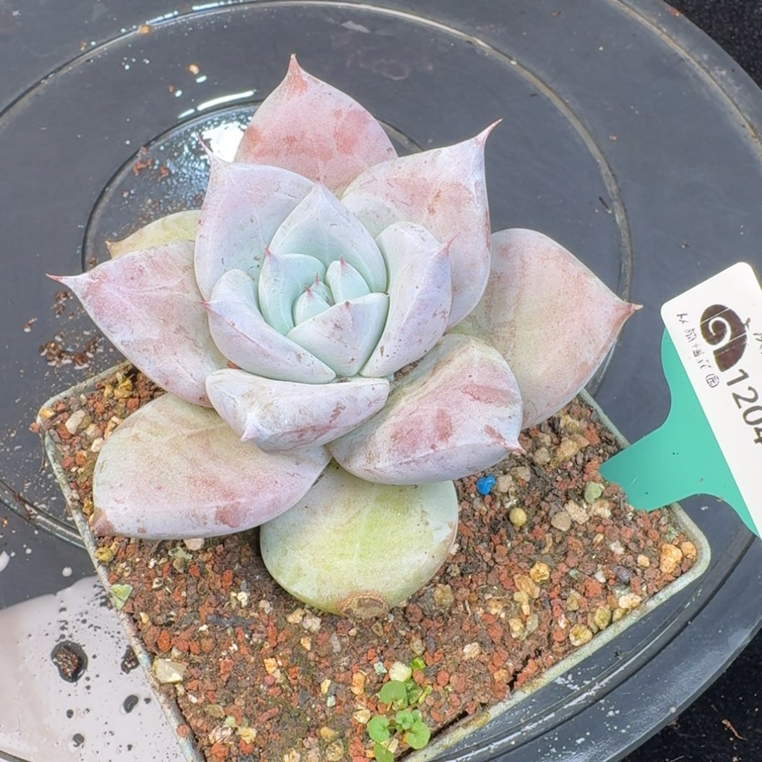 从前慢多肉精选编号1204.426