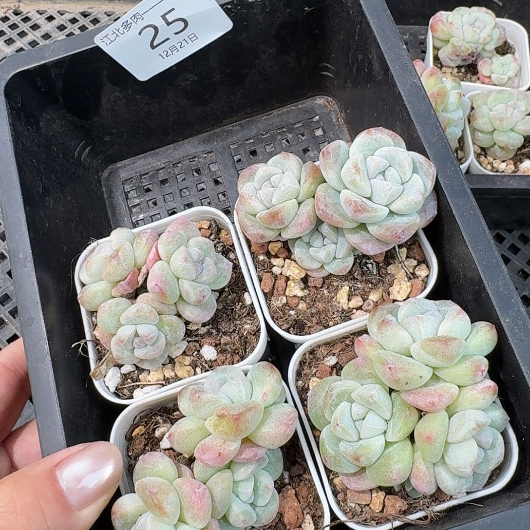 25 号到手1框一物一拍