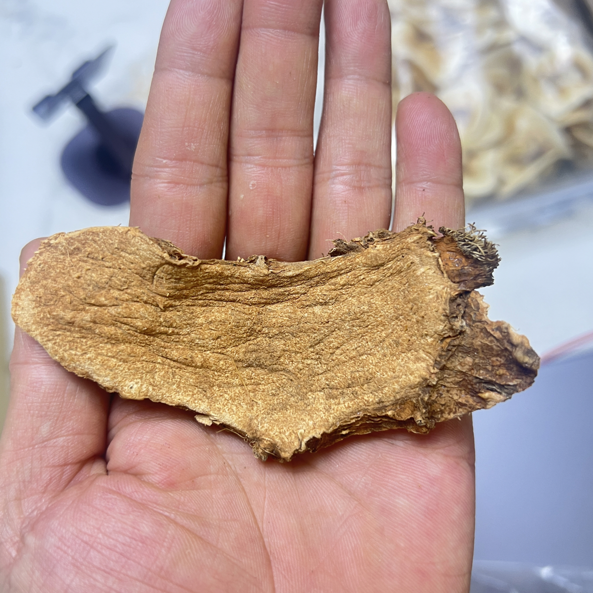 粤汤汇（干货）【簕茨菇】天然晒干勒茨菇水刺芋黄泽金黄够老20年以上