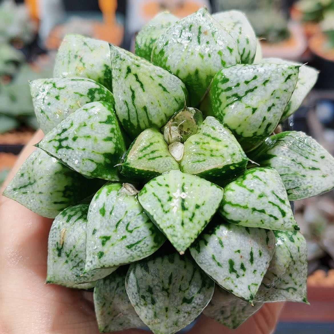 【闪购商品】潘多拉