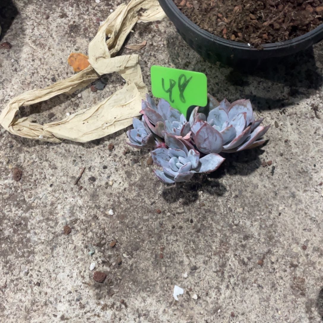 明***！奶茶缀化多头群生48