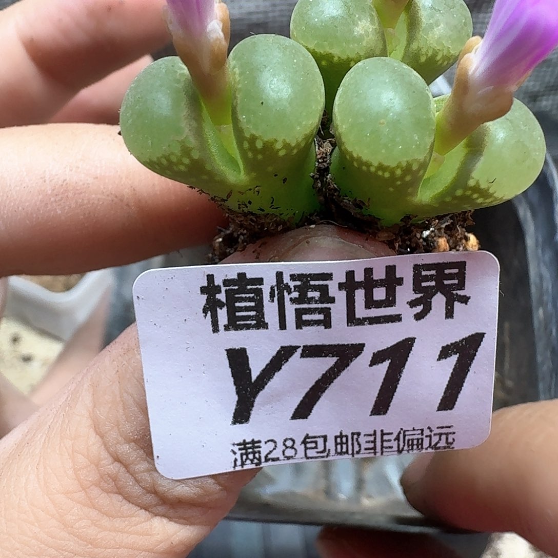 多肉植物的润泽地f