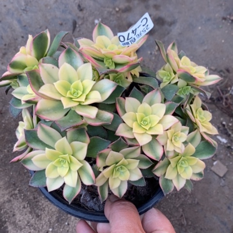 470艳日辉满25包邮多肉