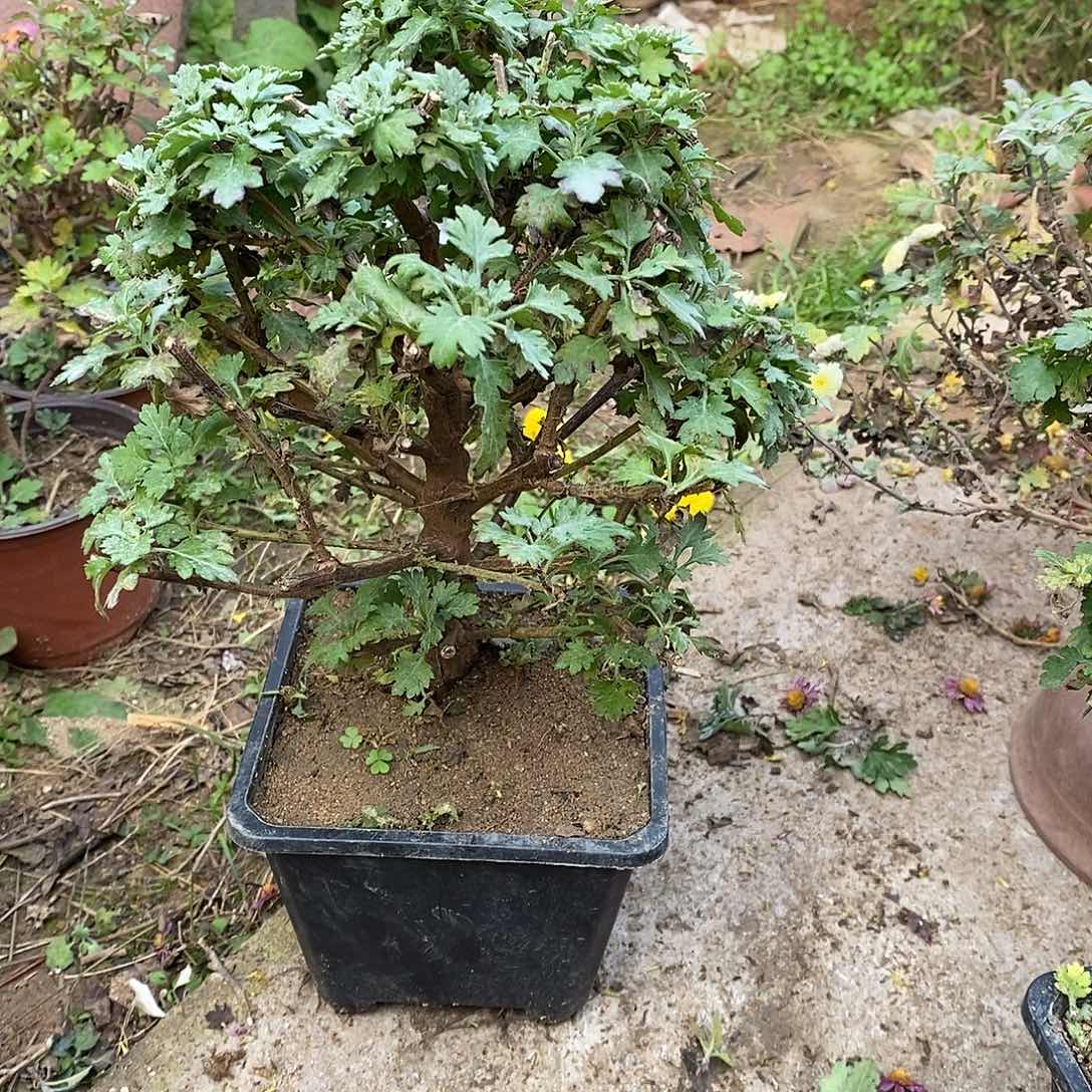 半***欢完全开放盆景菊花菊花