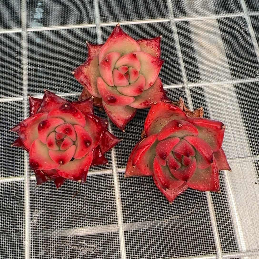 从前慢花园精选多肉红乔伊斯3