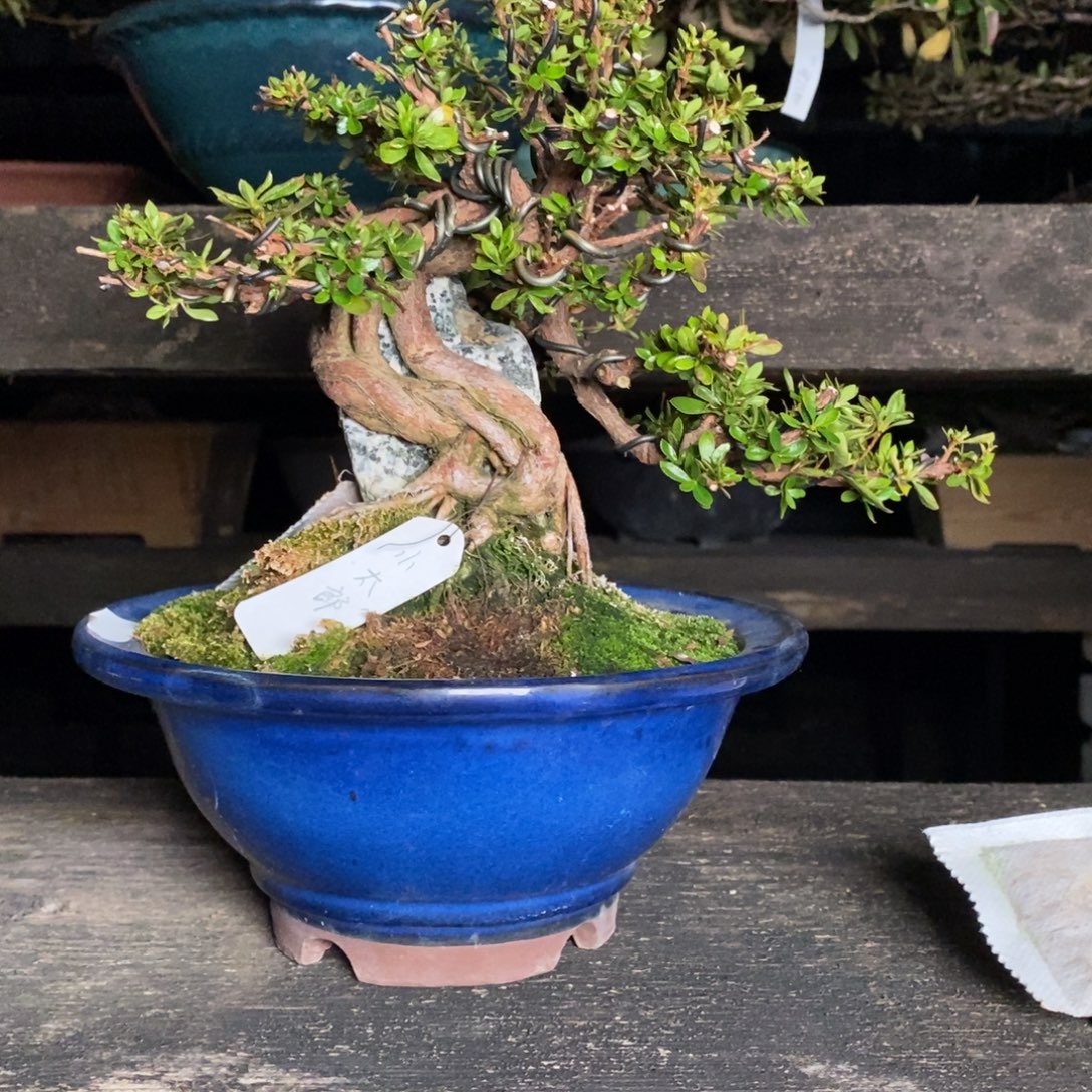 无花朵皋月杜鹃小太郎