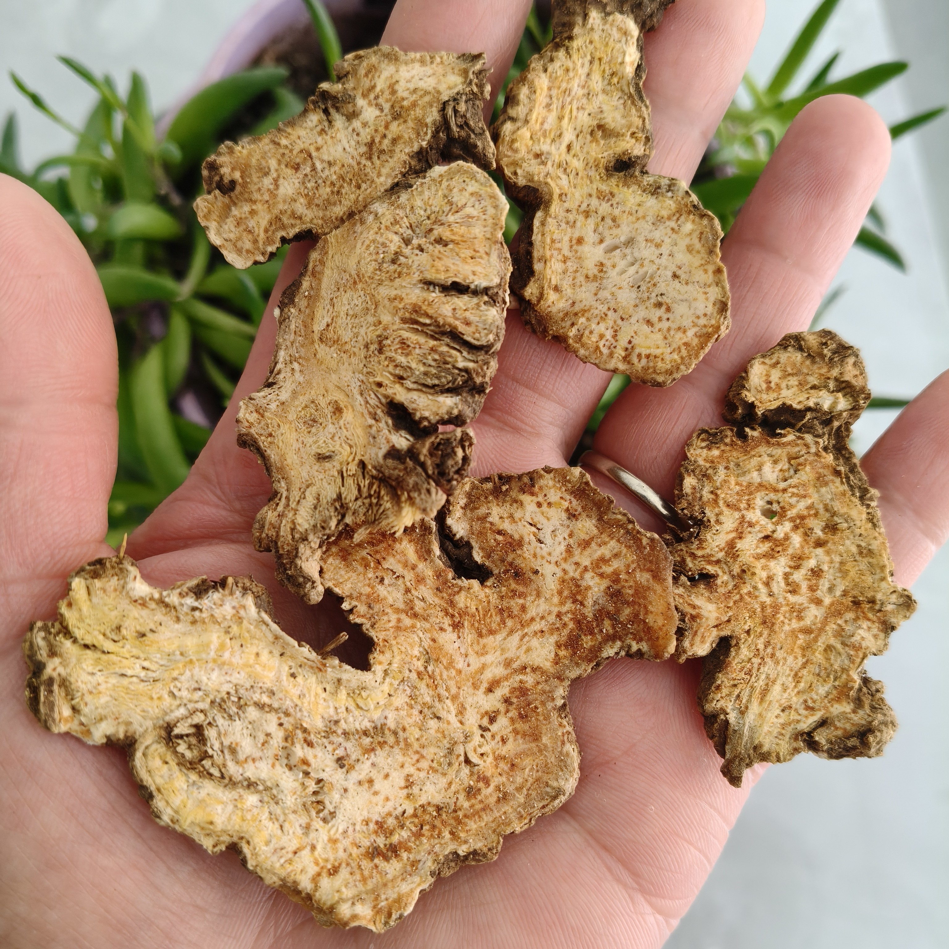非种植苍术250克～500克包邮