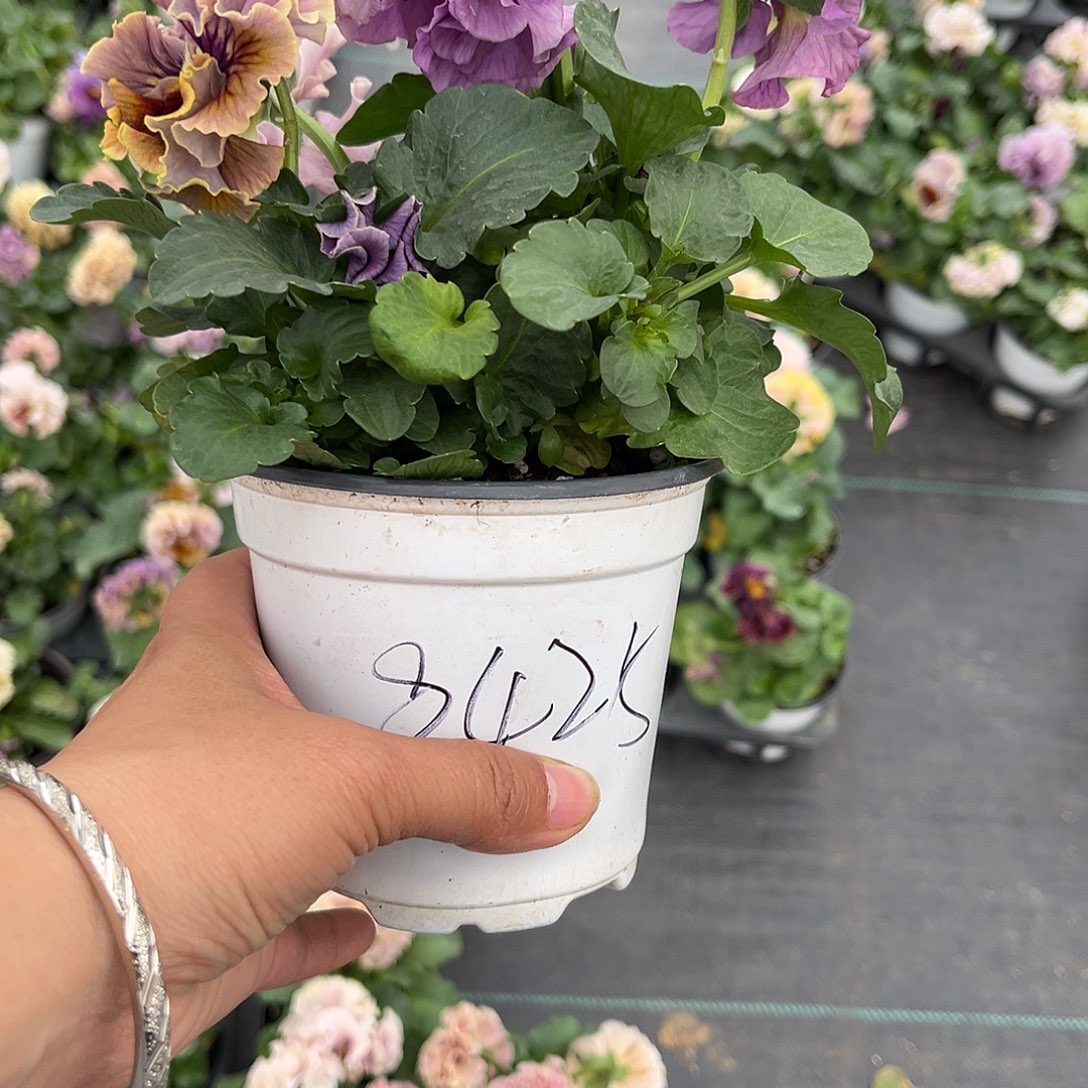 大部分花苞少量开放8425