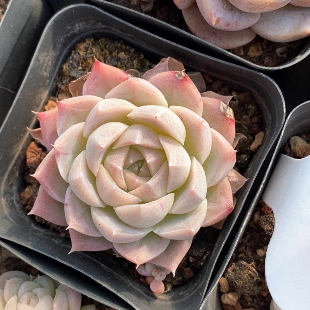 精品多肉一物一拍不包整46