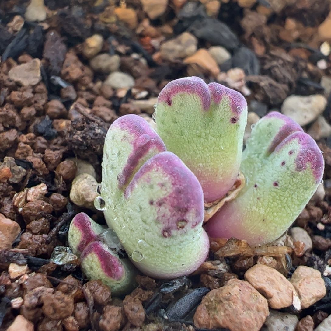 112多肉植物百科