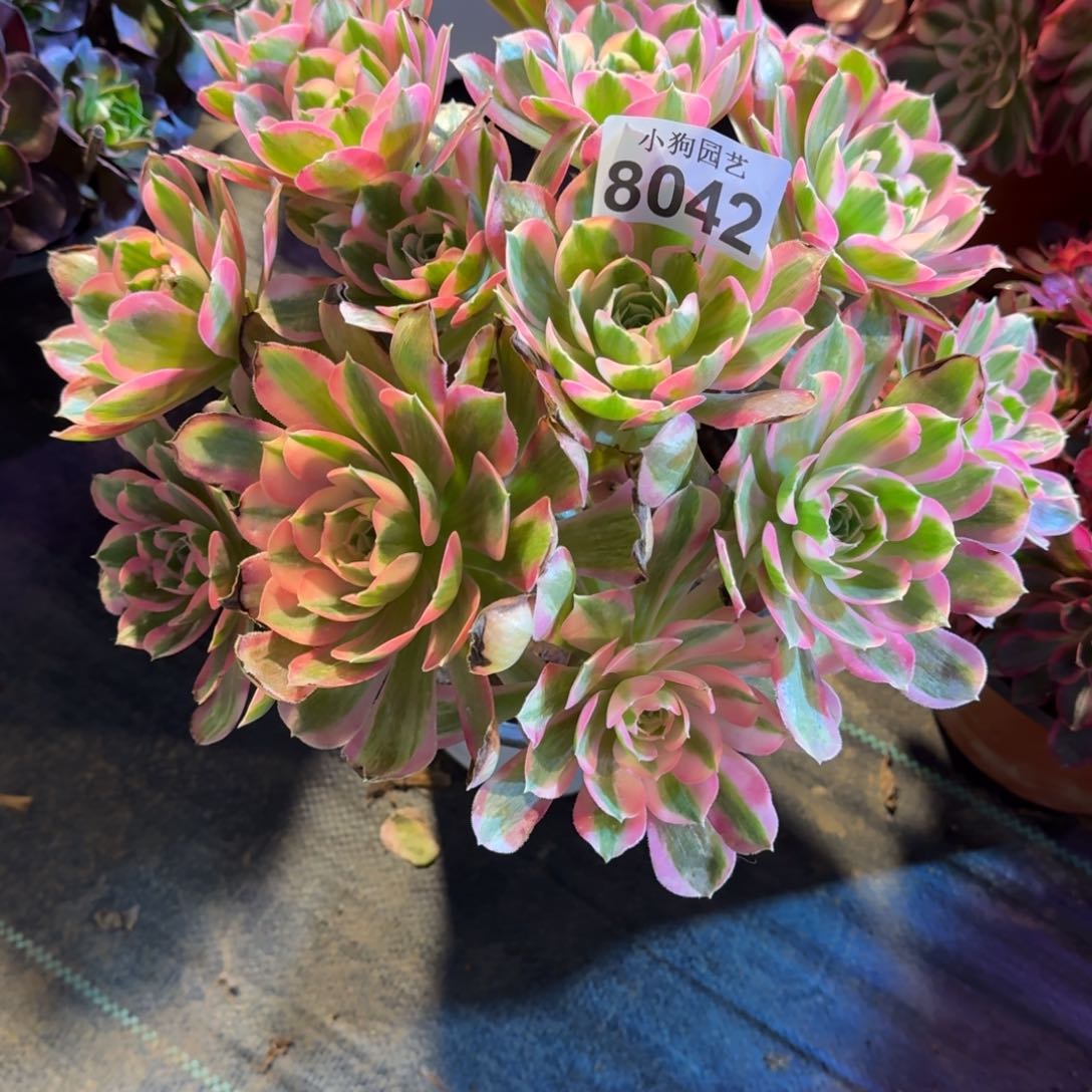 妤**神胭脂血多肉植物8042