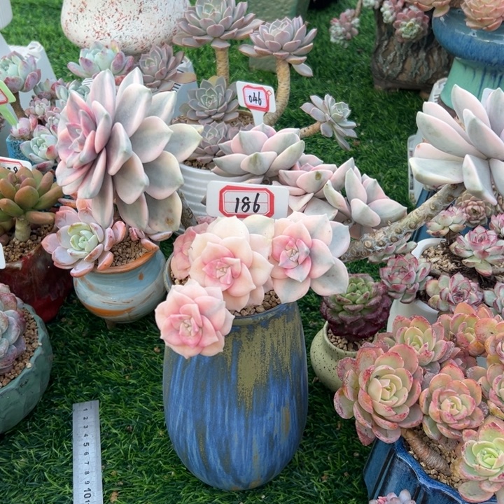 用***8A186紫乐锦一物一拍68