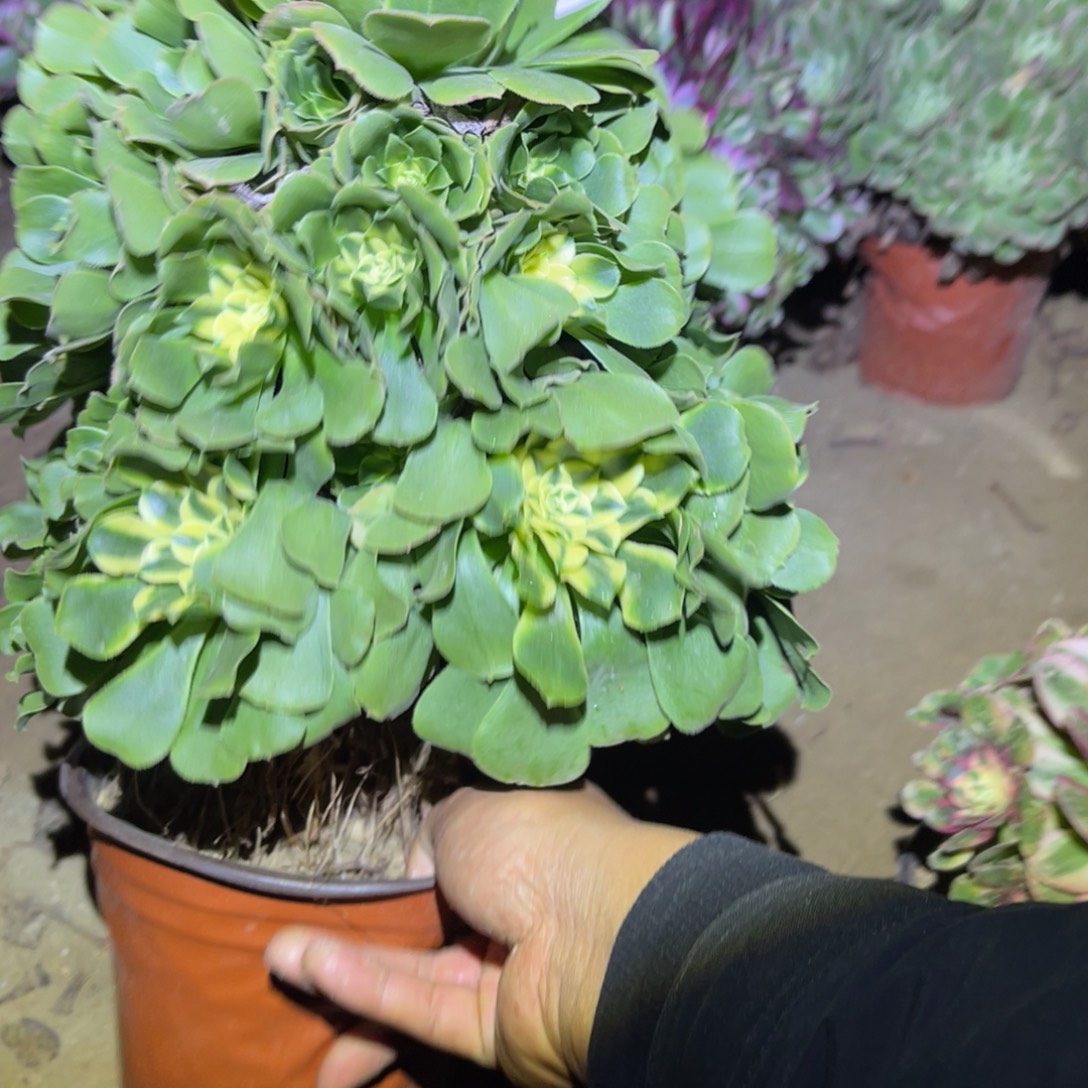 李***.12-23-82辛尼亚法师锦