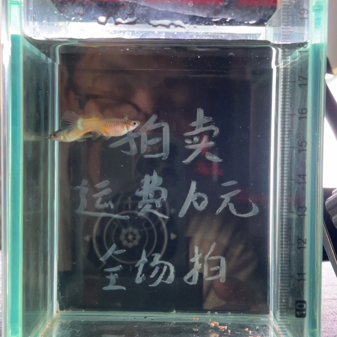 孔雀鱼粉红熊猫孔雀鱼一对