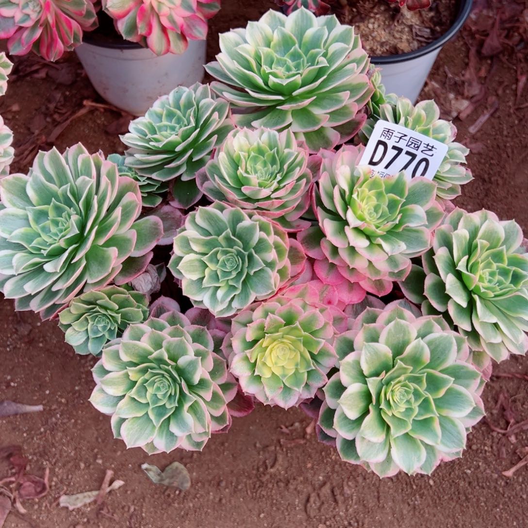 770海王雨子多肉植物