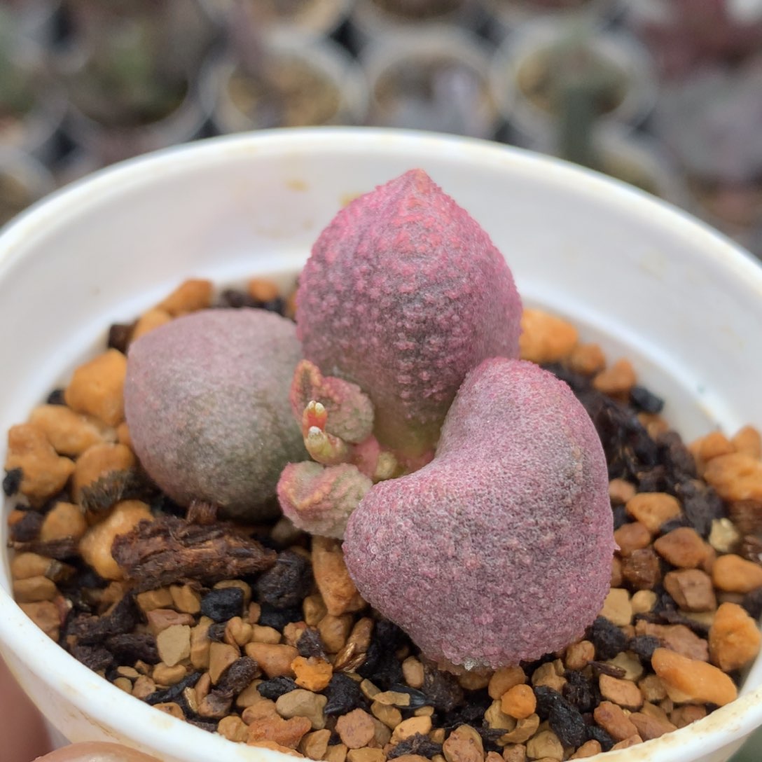 实生水泡 一物一拍