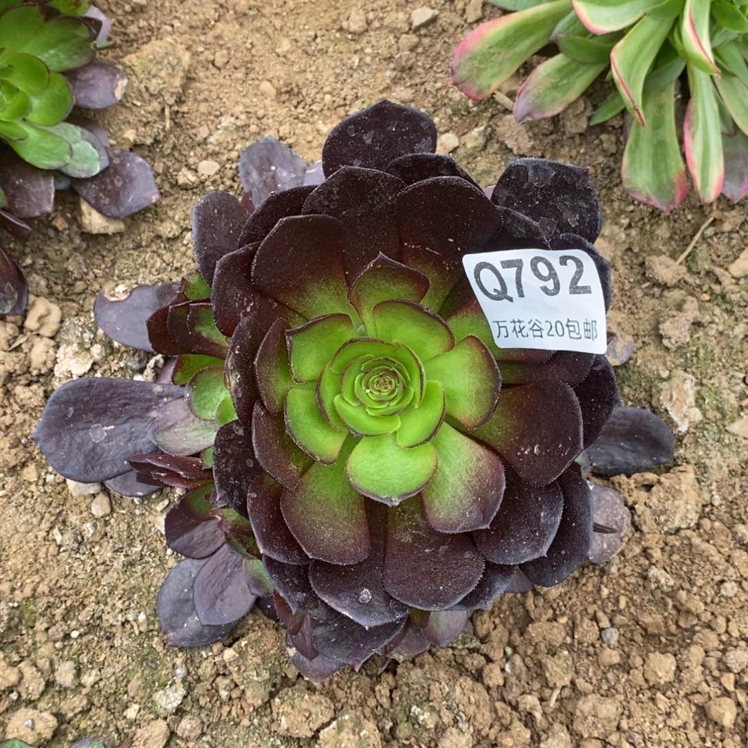 792黑寡妇多肉植物量拍