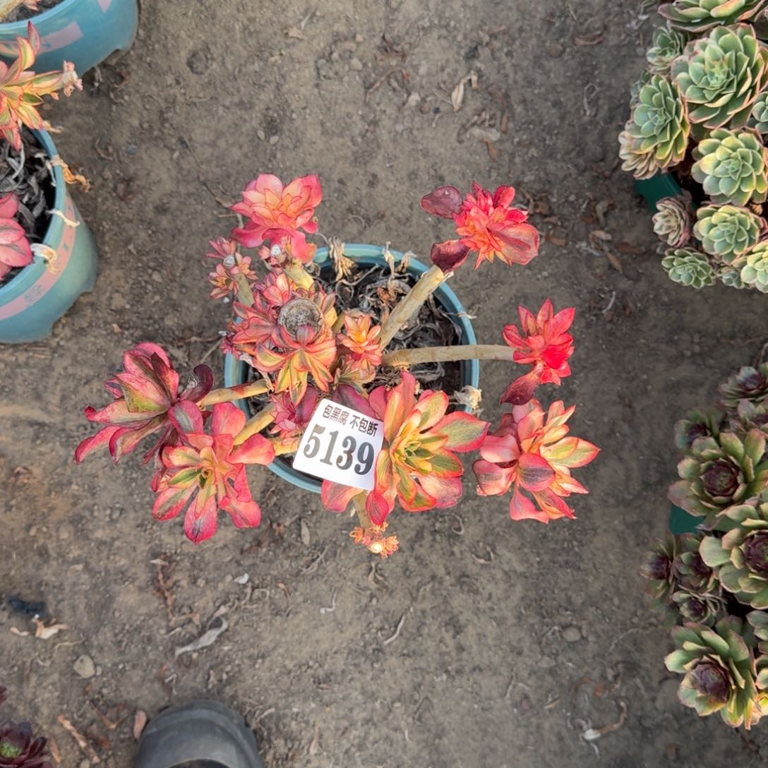 法师魅影有砍5139 16-18