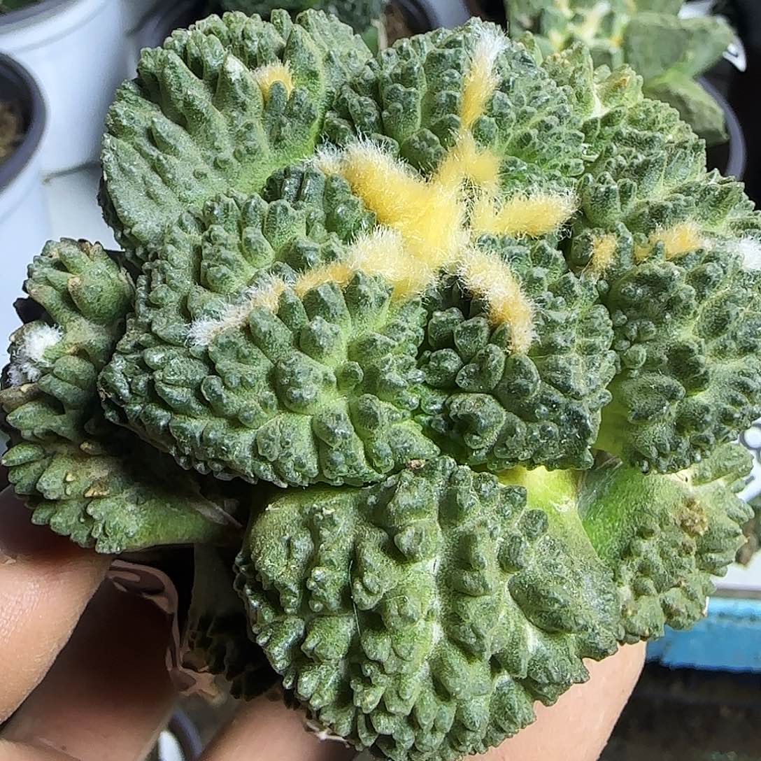 龟甲哥830仙人球开花