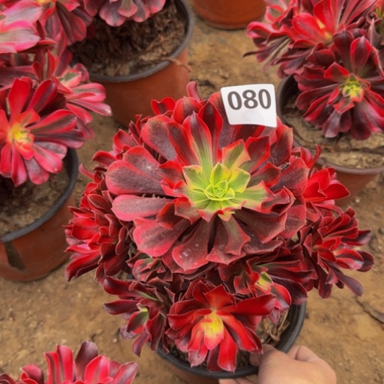 美杜莎4号棚080多肉植物