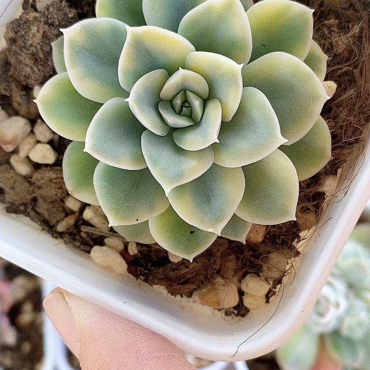 大*奶茶菩提一物一拍，