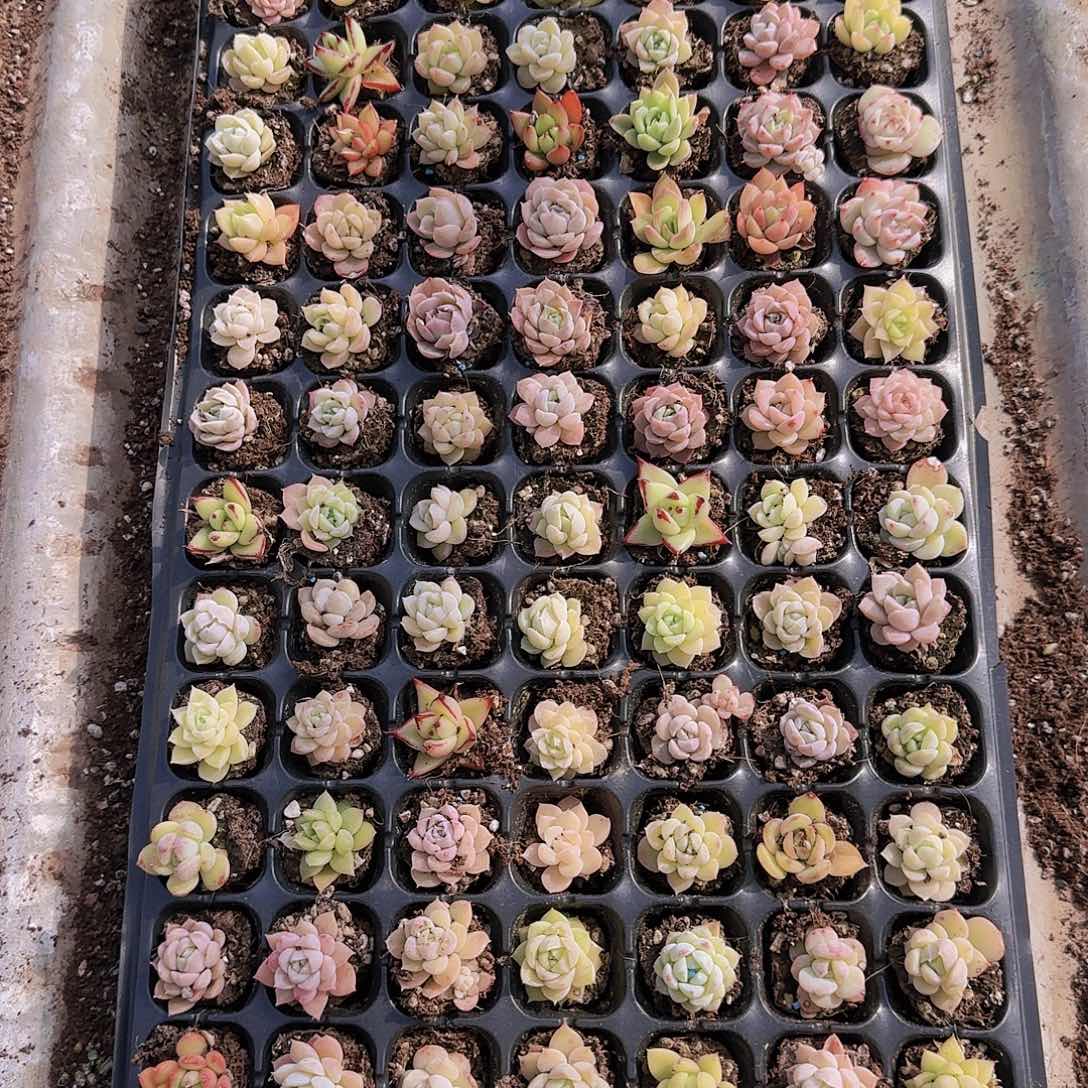 直播一物一拍多肉63