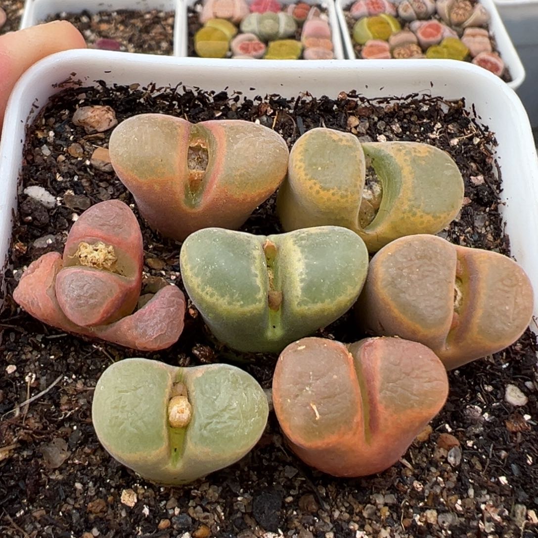 2.14好看的多肉459