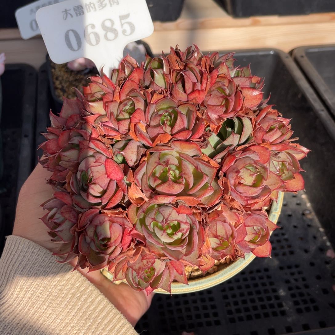 0685央金不带盆13厘米