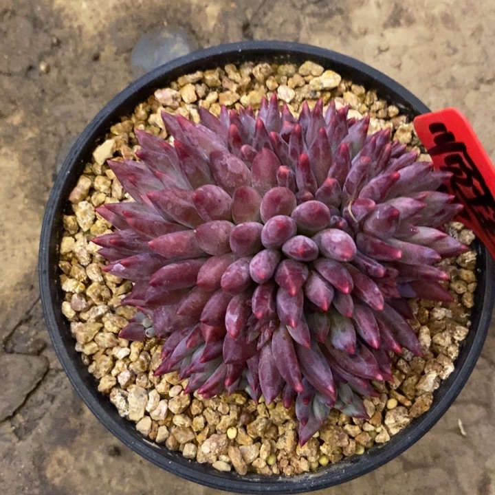 顺***张88888888888888888888888