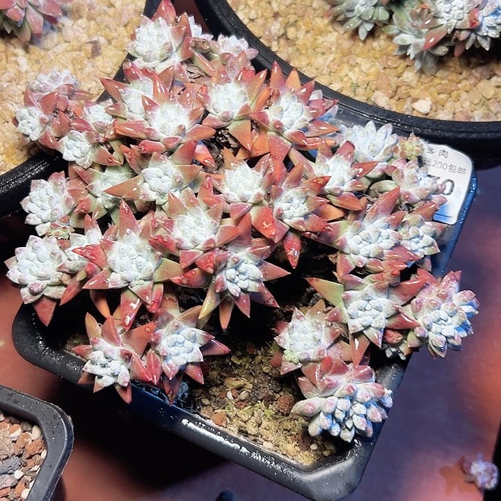 小鹿多肉一物一拍70