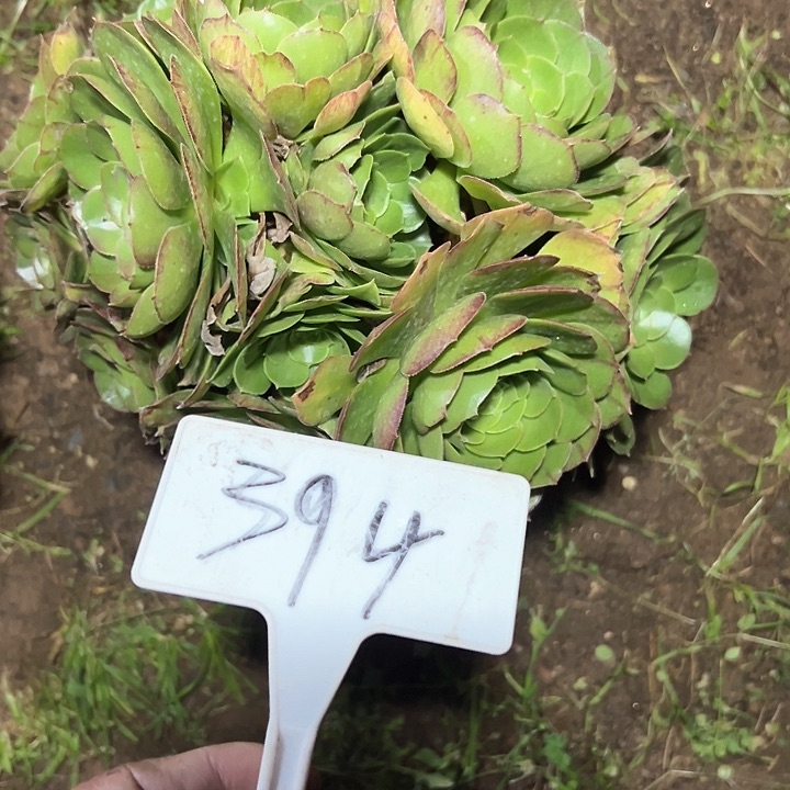 多肉植物万圣节法师