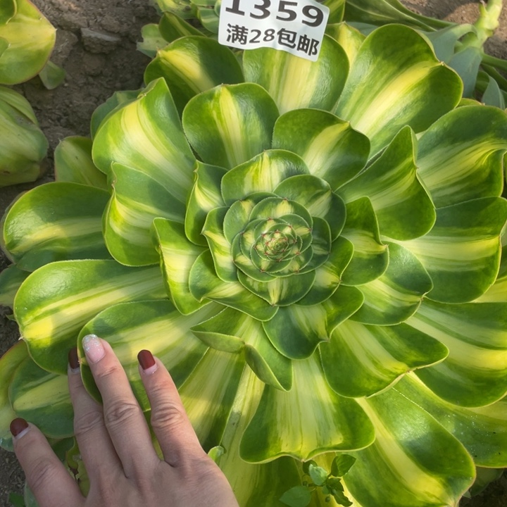 1359三号棚暴君多肉