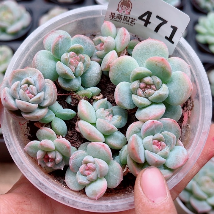 多肉植物多肉植物