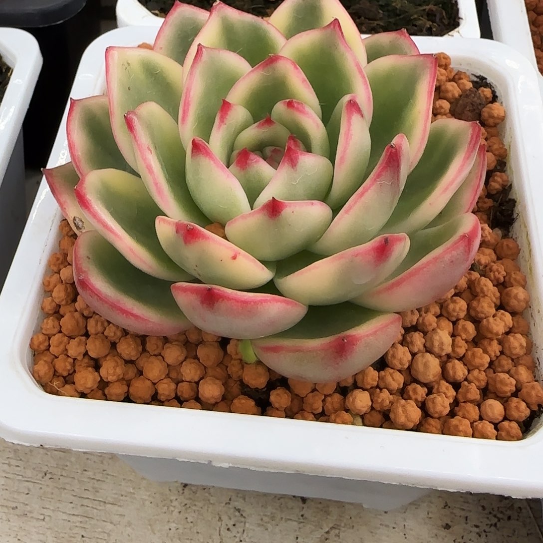 蔚蓝乌木锦多肉植物