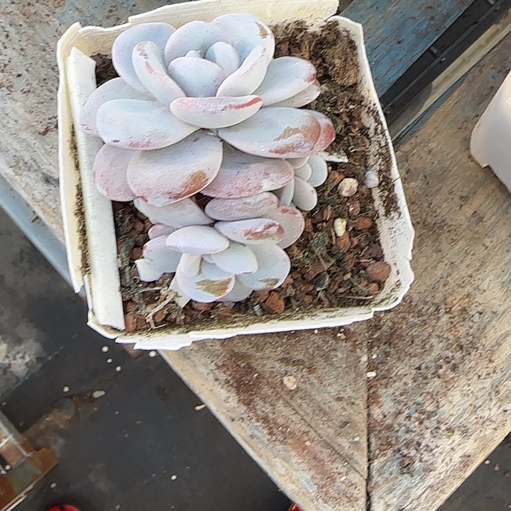青蛙王子儿童牙膏套装11