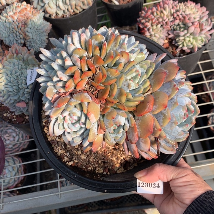 1230朵朵嗯嗯嗯嗯嗯好