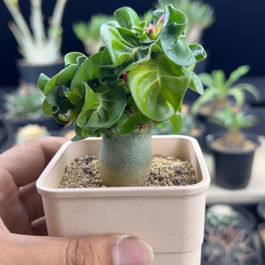 卡汉羊角2.50一物一拍默认脱土发