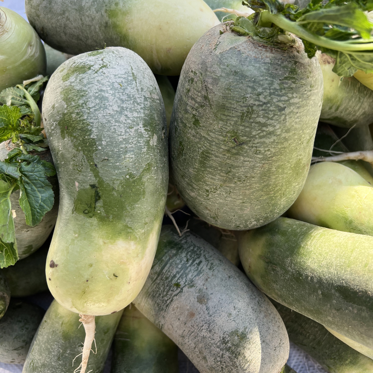 【兵支书推荐】农家新鲜青萝卜