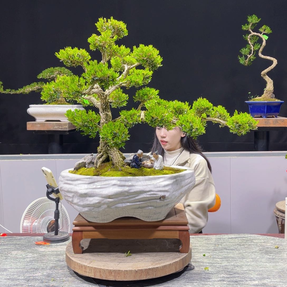 四季常青老桩黄杨盆景