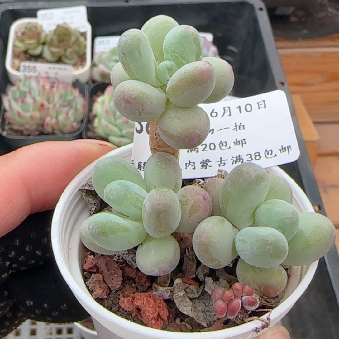 0610-360苹果美人