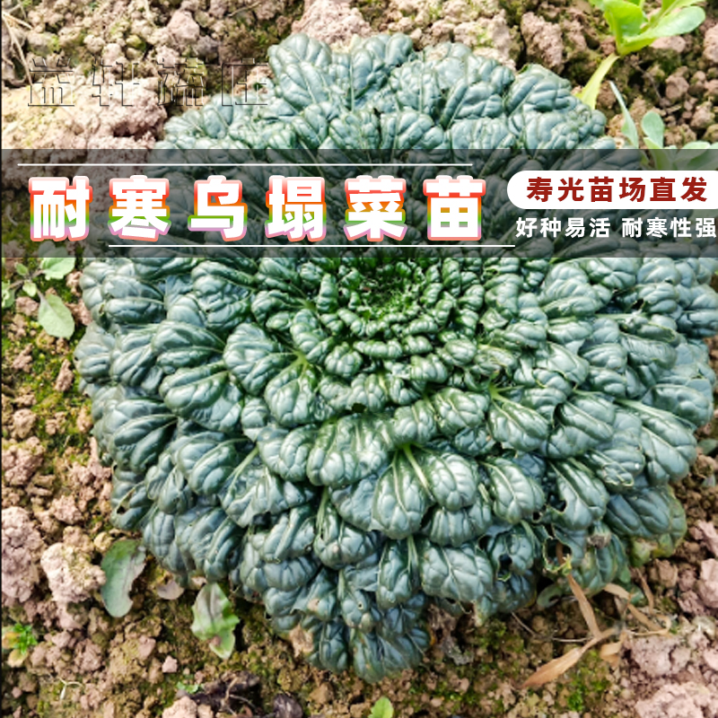 小八叶乌塌菜种子黑心乌塌菜种籽耐寒春秋冬盆栽阳台蔬菜种子好吃