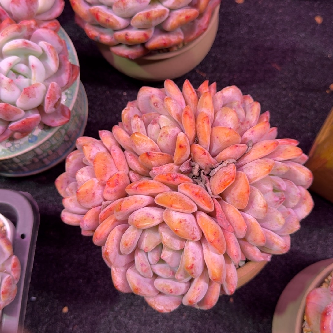 辰***熙精美五头，专拍链接。