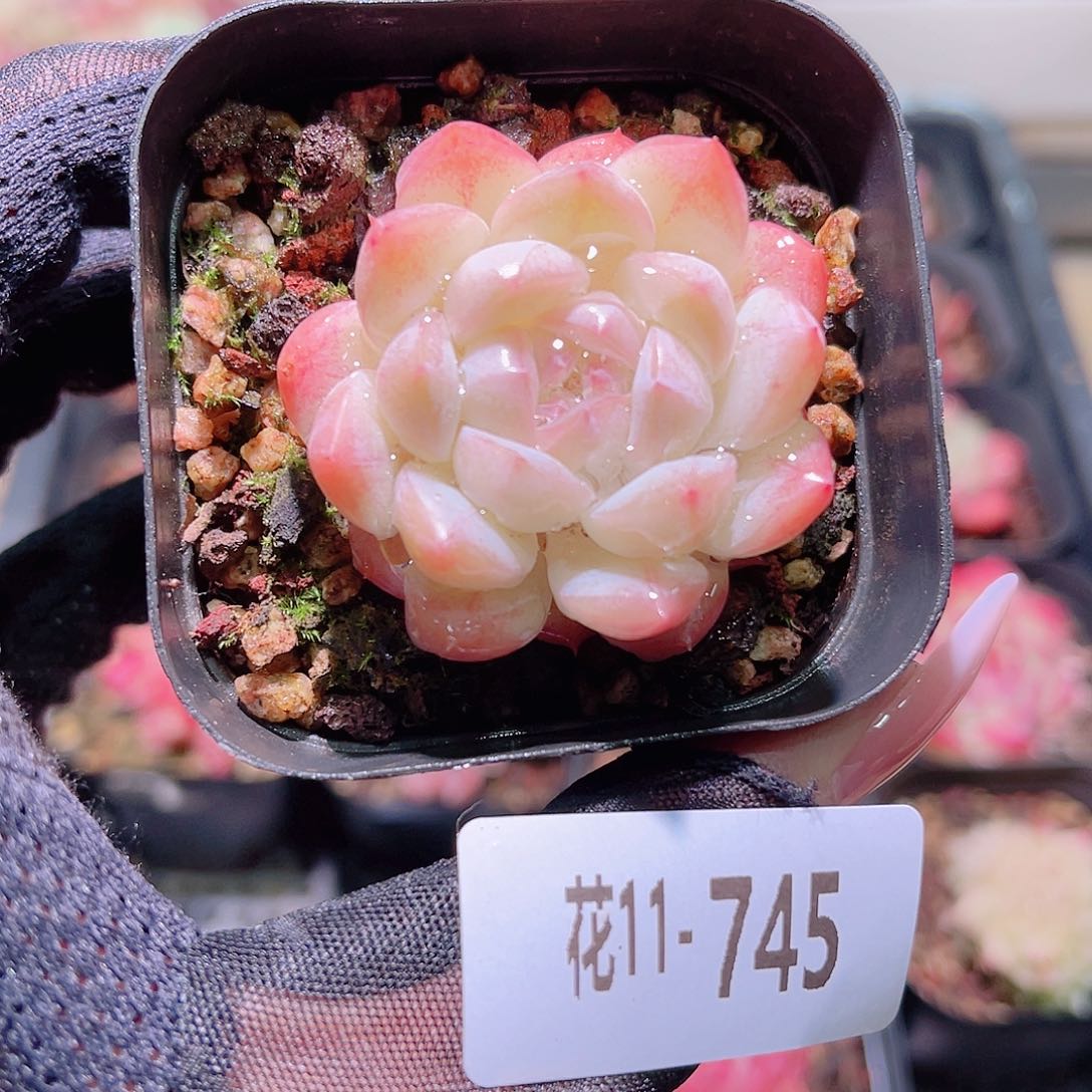 花利美11-745白桃汽水