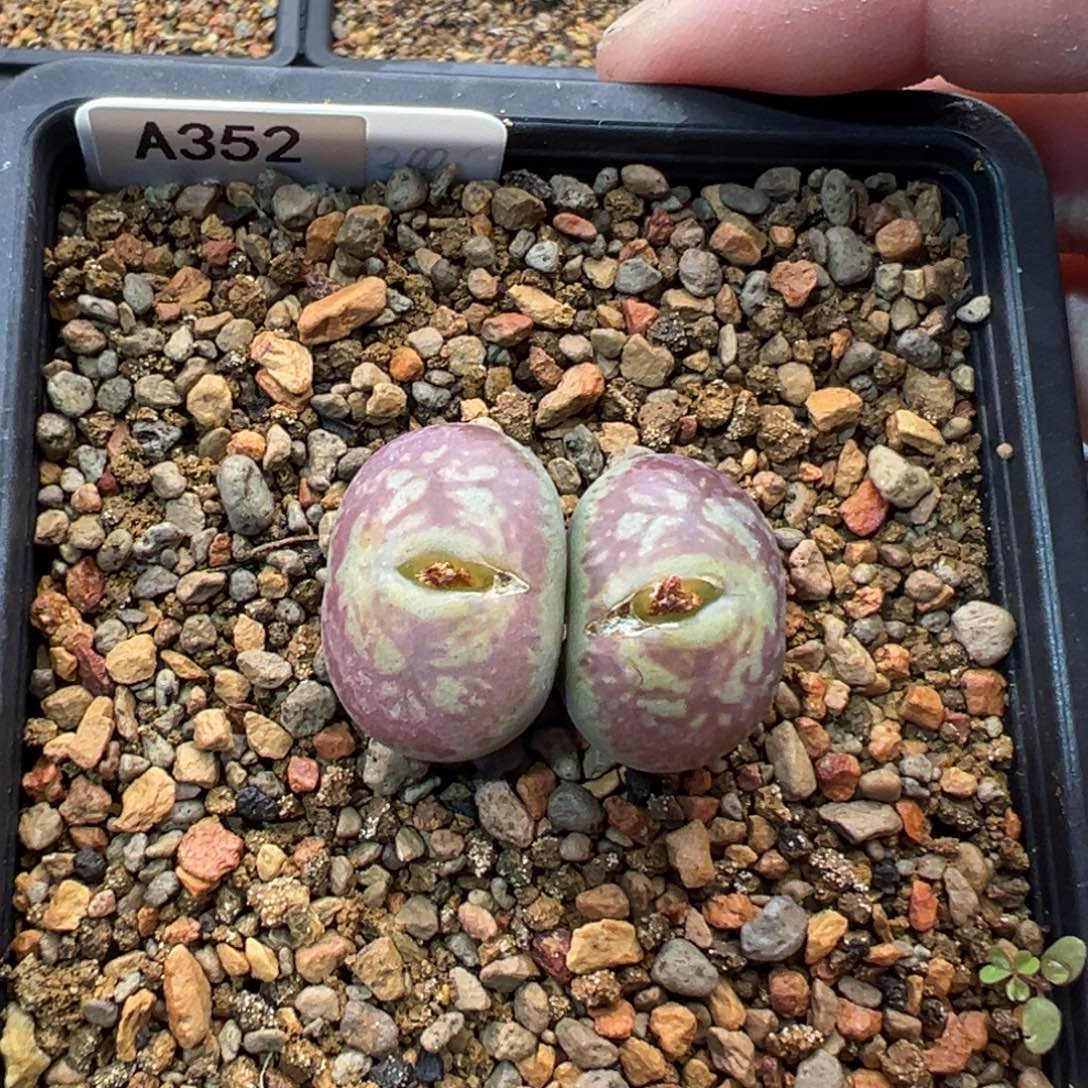 藍****352多肉双头优选墨杂一棵特  蓝