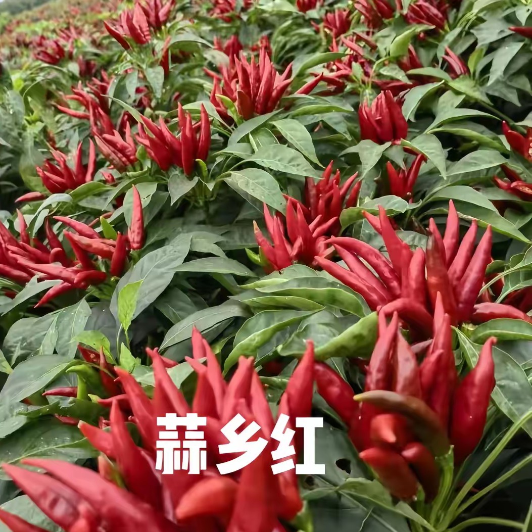 辣椒蒜香红椒大朵改良升级版抗病高产朝天椒种子