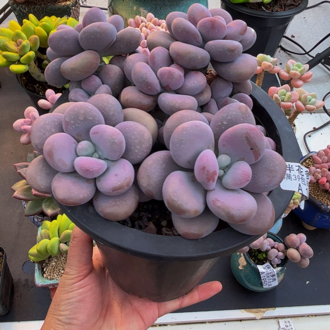 1918腰子桃蛋10cm多肉
