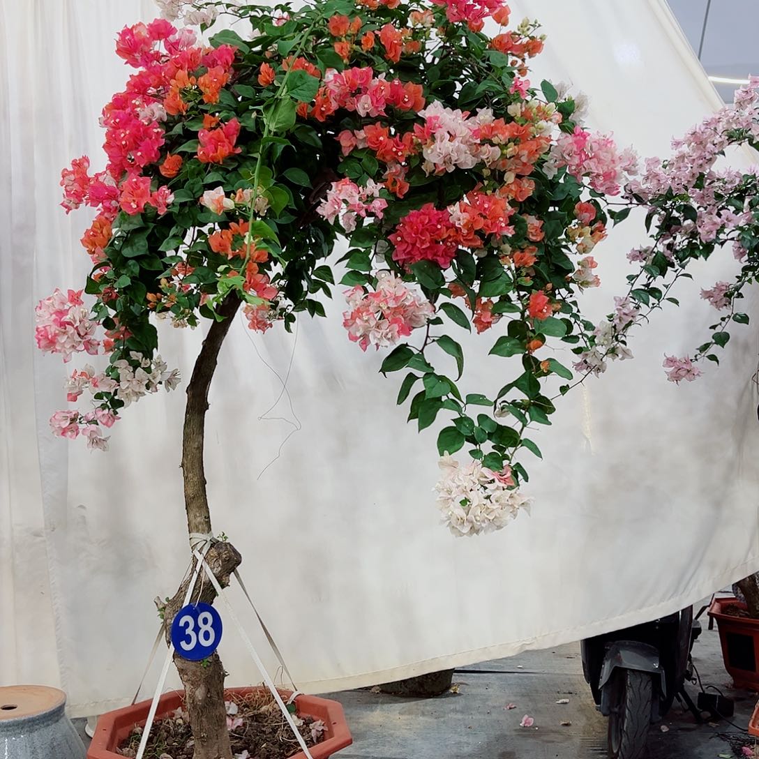 D***g完全开放三角梅花花