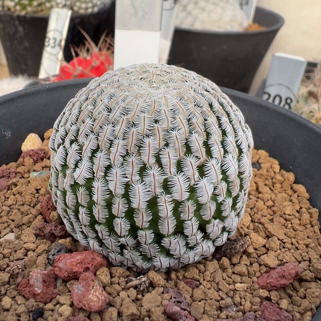 喵***柒343实生根白斜子多肉植物带盆土