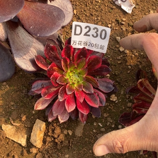 230莫兰迪单头小多肉
